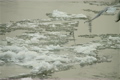 Seagulls over Icy River 04 with sound