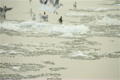 Seagulls over Icy River 05 with sound