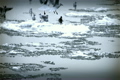 Seagulls over Icy River 11 with sound