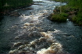 rough river flows through the forest