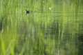 沼の水鳥