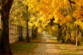 Autumn Scene Industrial Area 01 falling leaves
