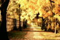 Autumn Scene Industrial Area 03 falling leaves stylized