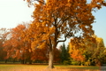 Beautiful Autumn Scene 01 falling leaves