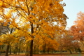 Beautiful Autumn Scene 03 falling leaves