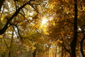 Beautiful Autumn Scene 04 falling leaves