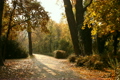 Beautiful Autumn Scene 06 falling leaves