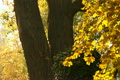 Beautiful Autumn Scene 07 falling leaves