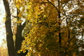 Beautiful Autumn Scene 09 falling leaves