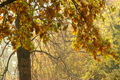 Beautiful Autumn Scene 10 falling leaves