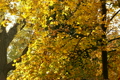 Beautiful Autumn Scene 11 falling leaves