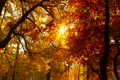 Beautiful Autumn Scene 15 falling leaves stylized