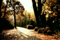 Beautiful Autumn Scene 19 falling leaves stylized
