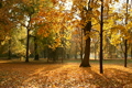 Beautiful Autumn Scene Elm 05 falling leaves