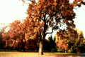 Beautiful Autumn Scene Elm 12 falling leaves stylized