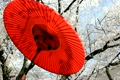 桜満開赤い野点傘
