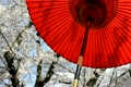桜満開赤い野点傘