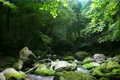 初夏の山の渓流
