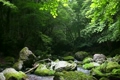 初夏の山の渓流