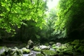 初夏の山の渓流