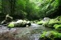初夏の山の渓流