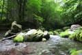初夏の山の渓流