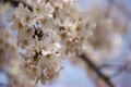 揺れる桜の花