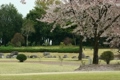公園の桜と花吹雪