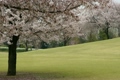 公園の丘と揺れる桜