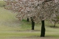 公園の丘と桜