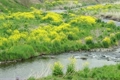河原に咲く菜の花