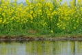 雨の日の菜の花