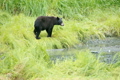 「Bear fishing Alaska river P HD 8691」の映像素材 [2913710]