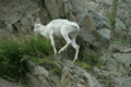 「Dall Sheep EWE and lamb P HD 1555」の映像素材 [2913879]