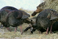 「Wild turkey flock on ground P HD 8127」の映像素材 [2914651]