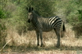 「Malawi: zebra in a wild 2」の映像素材 [2964020]