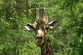 「Malawi: giraffe in a wild 5a」の映像素材 [2964028]