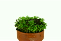 「Time-lapse of growing cress plant 2」の映像素材 [3002419]