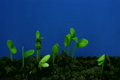 「Time-lapse of growing cucumbers 2 (Part 2 off 2)」の映像素材 [3002427]
