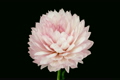「Time-lapse of blooming pink dahlia with alpha matte 3a」の映像素材 [3002431]