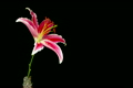 「Time-lapse of dying pink lily isolated on black 1」の映像素材 [3002454]