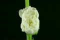 「Time-lapse of blooming white filled mallow flower 2」の映像素材 [3002461]