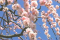 「紅梅」の映像素材 [3004984]
