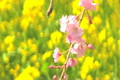 「シダレザクラと菜の花」の映像素材 [3005052]