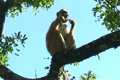 「Malawi: monkey eating sugar 3」の映像素材 [3021867]