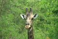「Malawi: giraffe in a wild 6a」の映像素材 [3021881]