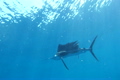「Sailfish」の映像素材 [3049264]