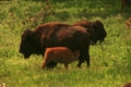 「(1113) Amercian Buffalo Bison Grazing on Ranch Pastures with Calves」の映像素材 [3073774]