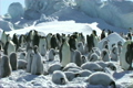 「Emperor penguin colony」の映像素材 [3098429]