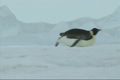 「Emperor penguin sliding on the ice」の映像素材 [3098462]